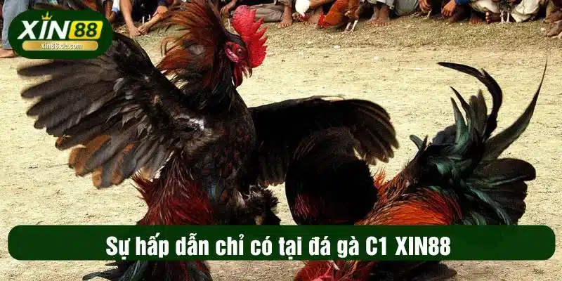 Sự hấp dẫn chỉ có tại đá gà C1 XIN88 